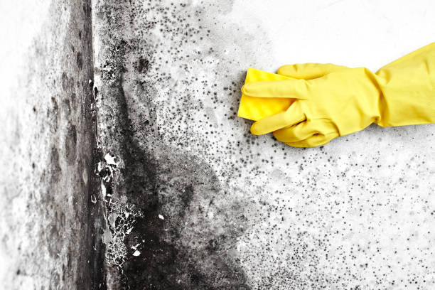 Best Mold Removal Process  in Preston, ID