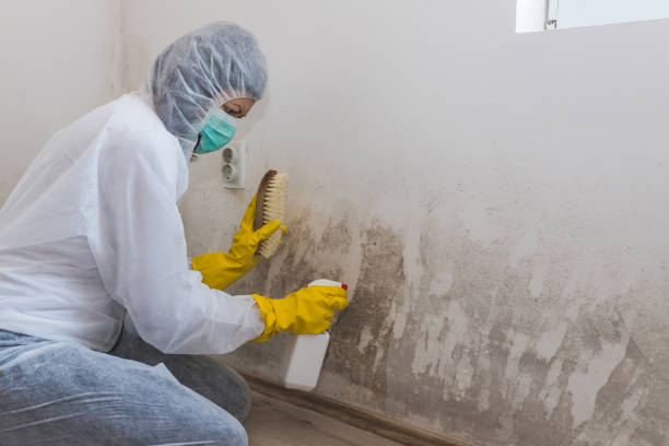 Office Mold Removal Services in Preston, ID