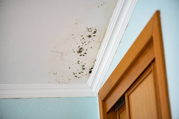 Best Office Mold Removal Services  in Preston, ID