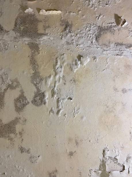 Professional Mold Removal in Preston, ID
