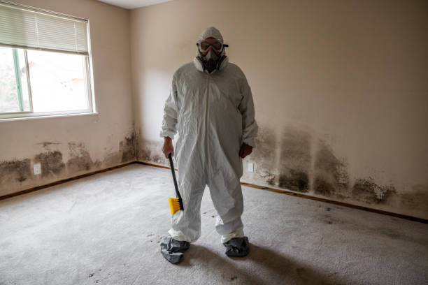 Best Toxic Mold Removal  in Preston, ID