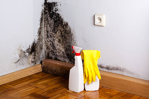 Best Mold Removal Company Near Me  in Preston, ID