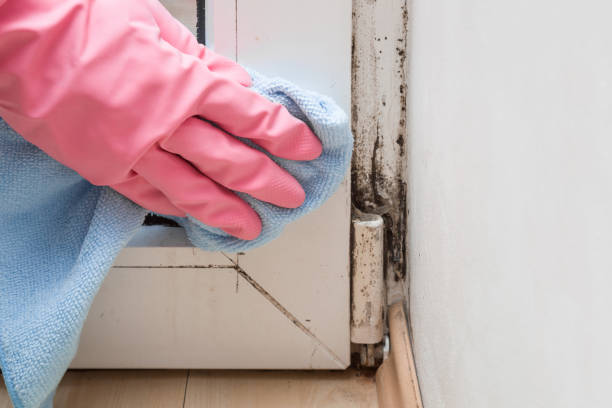 Mold Removal and Inspection in Preston, ID