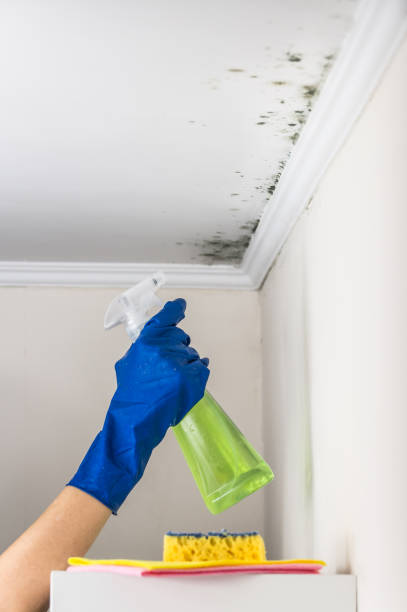 Best Professional Mold Removal  in Preston, ID